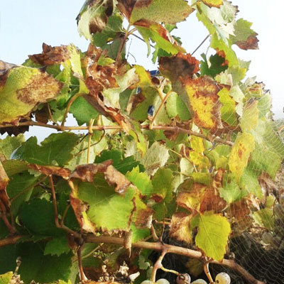 Enoturismo-Bodega-la-Tercia-2